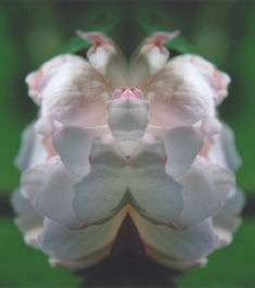 weiß-rote rose im spiegel 02