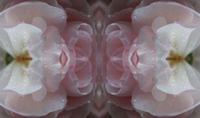 weiß-rosa rose im spiegel 05