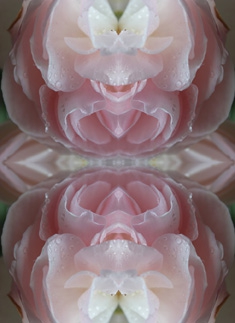 weiß-rosa rose im spiegel 06