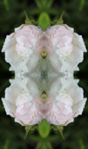 weiß-rosa rose im spiegel 04