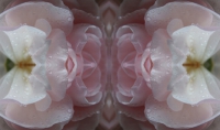 weiß-rosa rose im spiegel 05