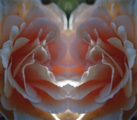 rosa rose im spiegel 10
