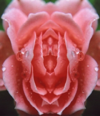 rosa rose im spiegel 16
